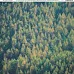 Бумага 30х30 см "Country rustic. Pine trees" (American Crafts)