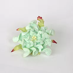 Гардения большая "Мятная", 7 см, 1 шт (Craft)