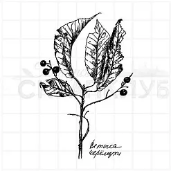 Штамп "Ветка черемухи", 5х7,8 см (Скрапклуб)