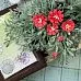Нож "Бархатцы", 3,5х3,5 см (AgiArt)