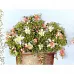 Текстурный состав Flower soft сверхмелкий "Шалфей" (Sage)