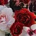 Набор цветов "Марсала", 23 шт (Светлана Нега)